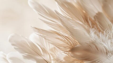 Fototapeta premium A Close-Up of Soft, Delicate, White Feathers