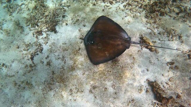 Watching a stingray swimming near the bottom of the sea.