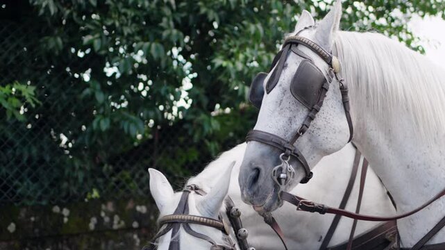 Two white horses in harnesses standing together, prepared for a carriage pull
