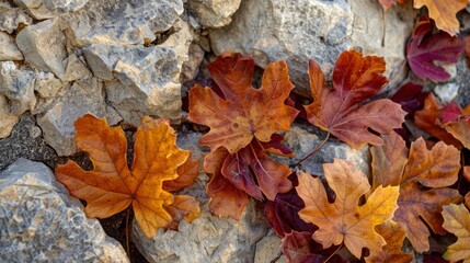 Close-Up of Autumn Leaves on Rough Stone