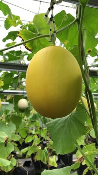 Vertical footage video of Canary Melon, bright-yellow elongated melon with a pale green. organic yellow cantaloupe melon or golden melon ready to harvesting in the greenhouse, alisha