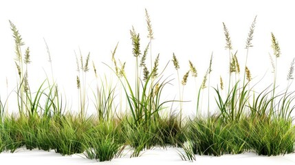 Fototapeta premium Tall Green Grasses with Seed Heads on White Background