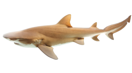 nurse shark transparent background png
