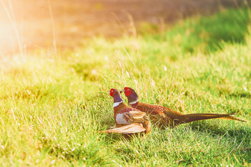 Two pheasants walking on green grass in a field on a sunny day