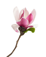 Magnolia liliiflora flower on branch with leaves, Lily magnolia flower isolated on white background with clipping path  © DEWINs