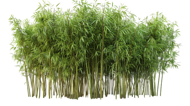 bambu png transparent background