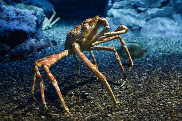 The japan spider king crab or alaska king crab at kaiyukan aquarium , Osaka ,Japan