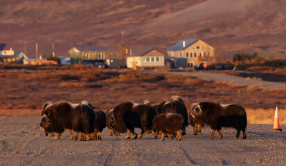 Musk ox in Alaska