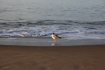 BIG seagull on the beach in california,USA