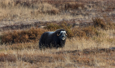 Musk ox in Alaska