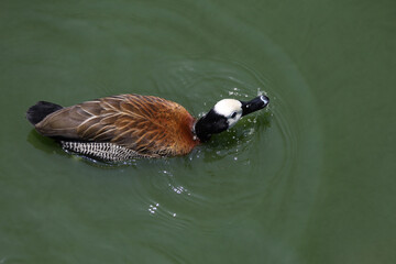The White-faced Whistling Duck is swimming in the river