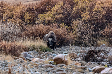 Musk ox in the wild