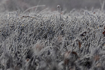 frost on grass
