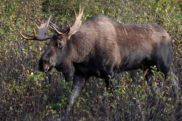 bull elk in the wild