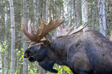 moose in the woods