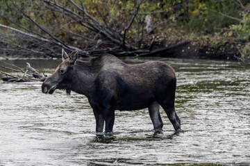 bull elk in park