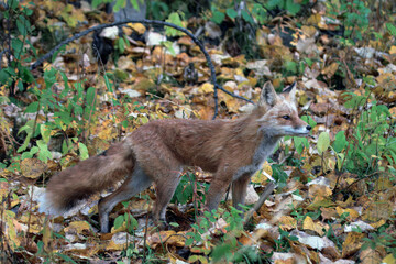 red fox vulpes