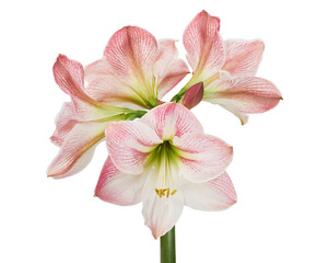 Hippeastrum or Amaryllis flowers ,Pink amaryllis flowers isolated on white background, with clipping path