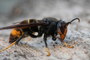 Detailed closeup on the agressive , invasive Asian hornet, VEspa velutina a major pest for...