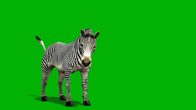 African zebra stand up and three other ideal motion with green screen background 