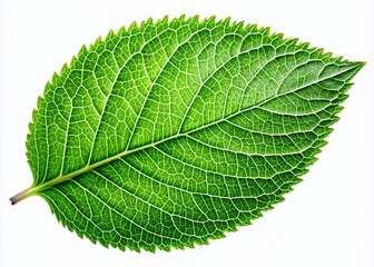 Obraz premium Green Leaf Isolated on White Background for Nature and Eco-Friendly Designs
