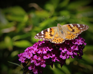 Painted Lady Butterfly on Buddleia. 