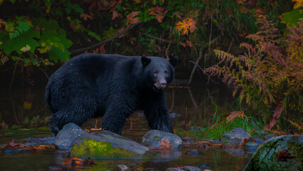 Fototapeta premium Black Bear in Autumn Forest Stream