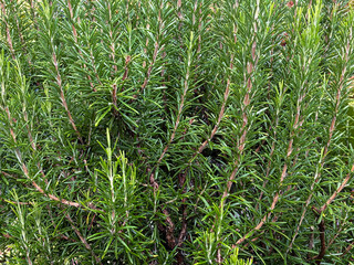 Fresh aromatic Rosemary Herb grow outdoor. Rosemary leaves Close-up.