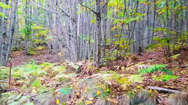 A serene medium shot panning through an autumnal oak forest. Golden leaves carpet the forest floor, while vibrant green ferns add a touch of contrast. Sunlight filters through the canopy, casting dapp