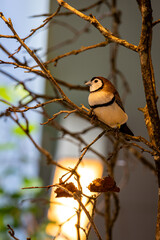 double-barred finch (Stizoptera bichenovii)