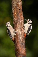 Great spotted woodpeckers on a tree trunk.