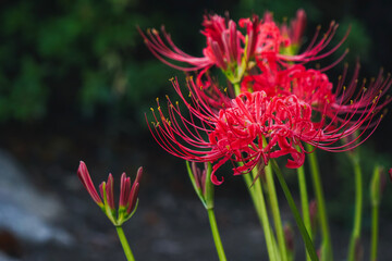 彼岸花　鮮やか　花　赤い