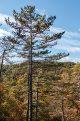pine tree in the mountains