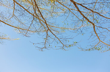 Tree branches, blue sky background