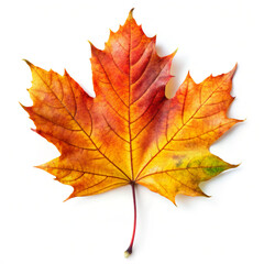 Obraz premium autumn maple leaf. leaf, autumn, maple, fall, nature, leaves, yellow, orange, season, isolated, tree, color, red, foliage, plant, maple leaf, gold, botany, colorful, october, autumnal, canada, brown, 
