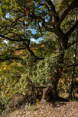 autumn in the forest