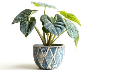 Fototapeta premium Alocasia plant with large, dark green leaves in a blue and white patterned pot