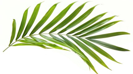 Obraz premium A Single Green Palm Leaf Isolated on a White Background