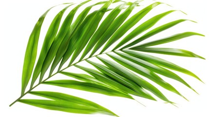Obraz premium A Single Palm Leaf Isolated on a White Background