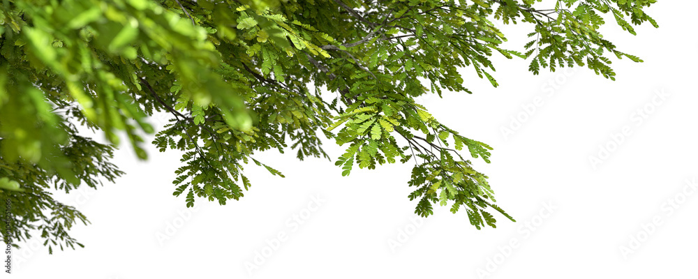 Poster serenity trees branches environmental isolate transparent backgrounds 3d rendering png
