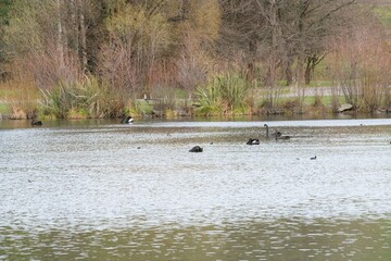 Birds on the pond