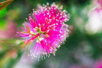 Fototapeta premium native Australian callistemon plant with magenta pink flowers outdoor close-up at shallow depth of field