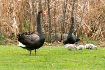 Serene Black Swan Family Gracefully Roaming on the Lawn