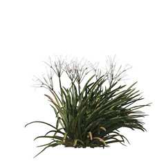 Beach spider lily, evergreen, small tree, bush, light for daylight, easy to use, 3d render, isolated