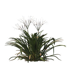 Beach spider lily, evergreen, small tree, bush, light for daylight, easy to use, 3d render, isolated