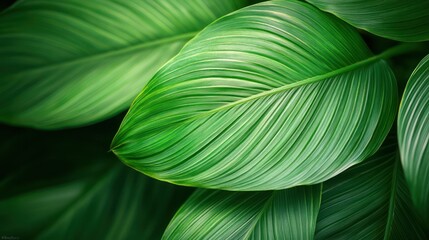 abstract green leaf texture, nature background, tropical leaf