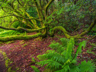 fern in the forest