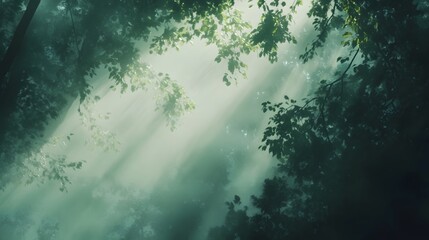 Fototapeta premium Serene forest landscape in the early morning