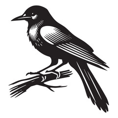 Naklejka premium Clarks nutcracker Bird illustration in black and white - Clarks nutcracker Silhouette Design 