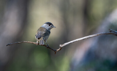 Male eurasian blackcap on the branch	